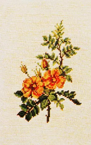 Bengal Rose