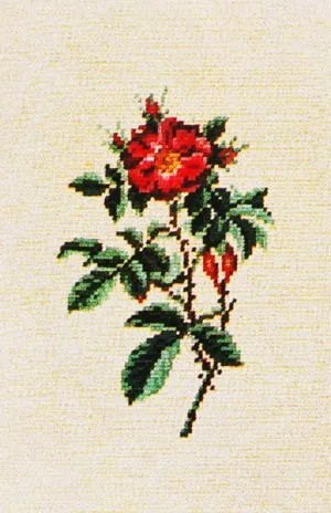 Portland Rose