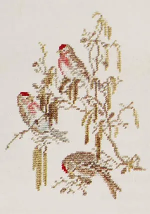 Birch Siskin