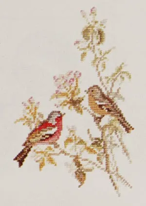 Chaffinch